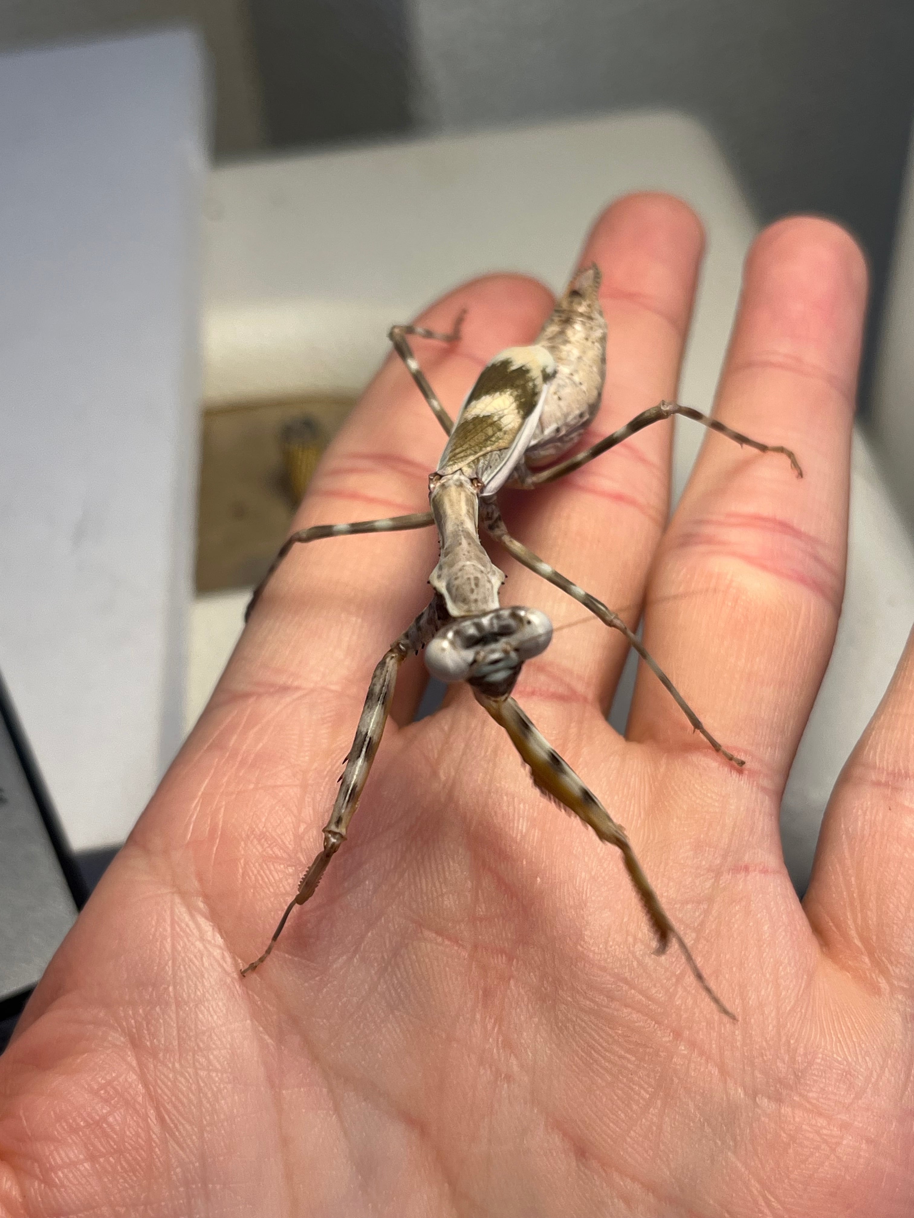 ♀成体】シリアゲカマキリマンティスムカデセンチピードサソリモドキ