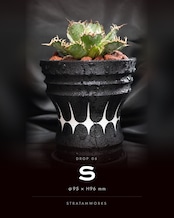 [DROP-06] Stratam var. Segesta Sサイズ（鉢プレートセット）