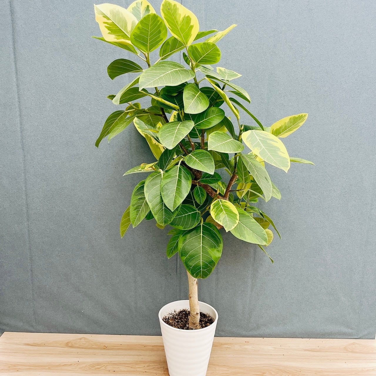 ［現品］4番　フィカス　アルテシマ　10号　観葉植物　室内　大型　特大　ゴムの木 現品］4番 フィカス アルテシマ 10号 観葉植物 室内 大型 特大 ゴムの
