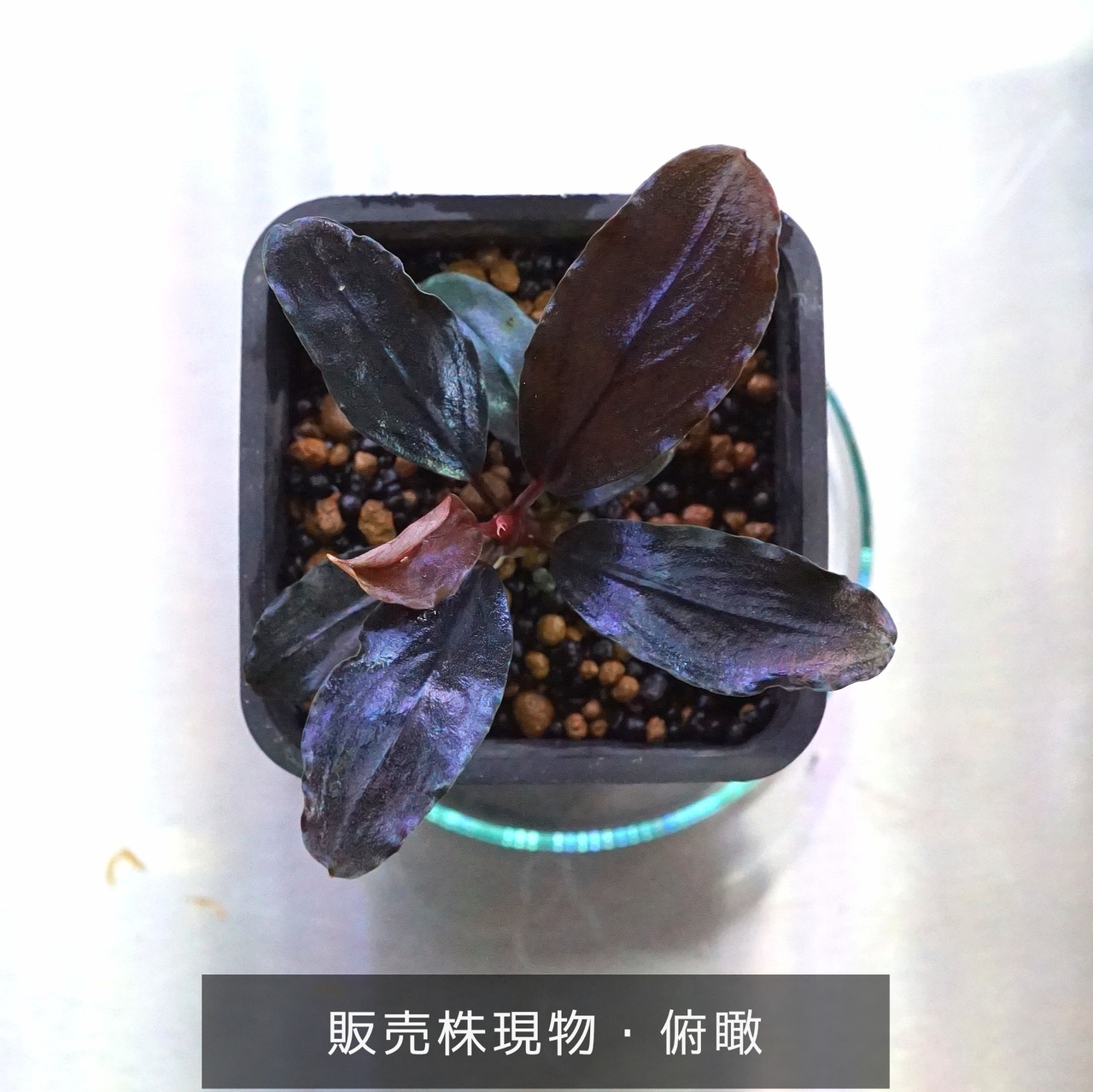 Bucephalandra 問題 sp. Mukaka 群生株