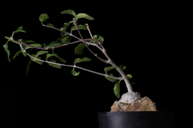 Habitat Style Fockea edulis