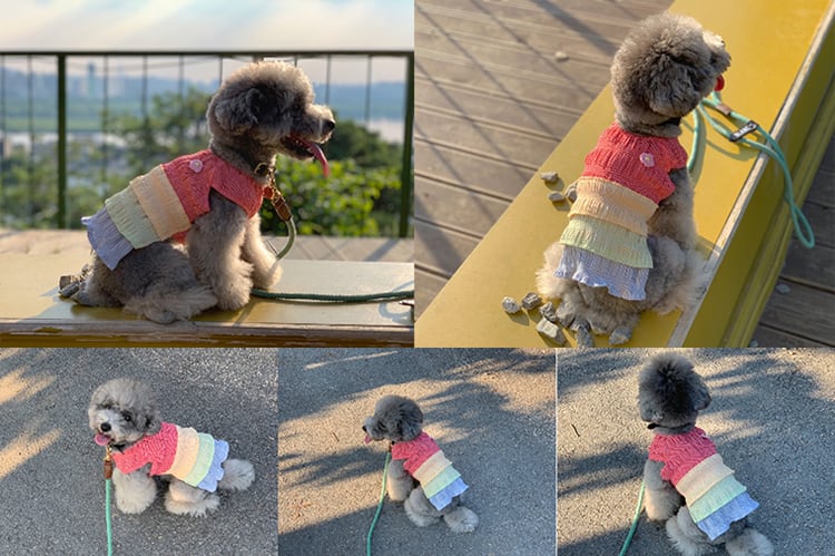 【SALE】チェックレインボーワンピース XS ~ XL / 犬服 春夏 新作 涼しい 可愛い 犬の服 ドッグウェア ワンちゃん 猫 小型犬 中型犬