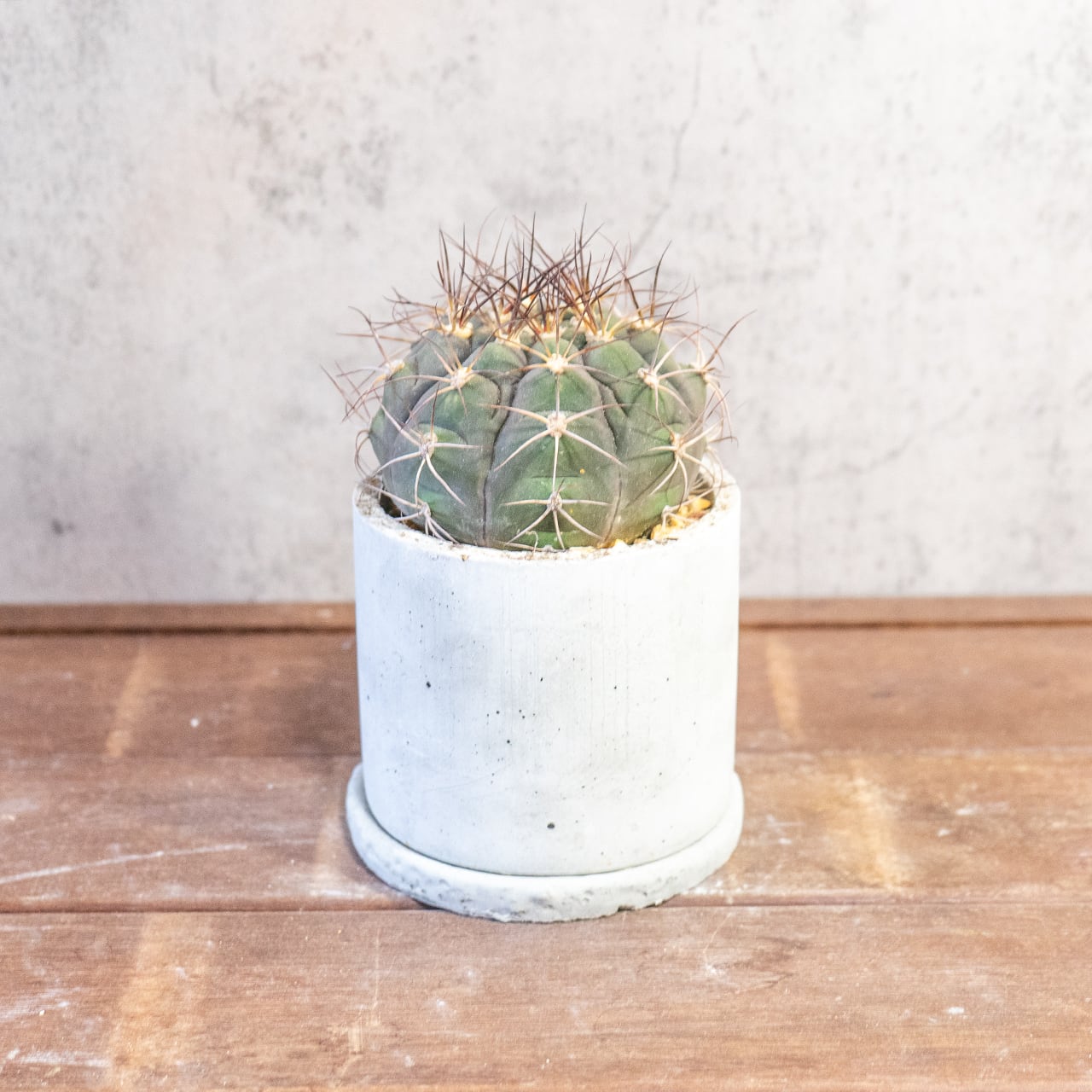 サボテン 尾形丸(Φ11㎝) 緑から紫へと変化する玉虫色の色彩が美しい 厳選仕入れの良型株 観葉植物 インテリア【全国一律送料850円】