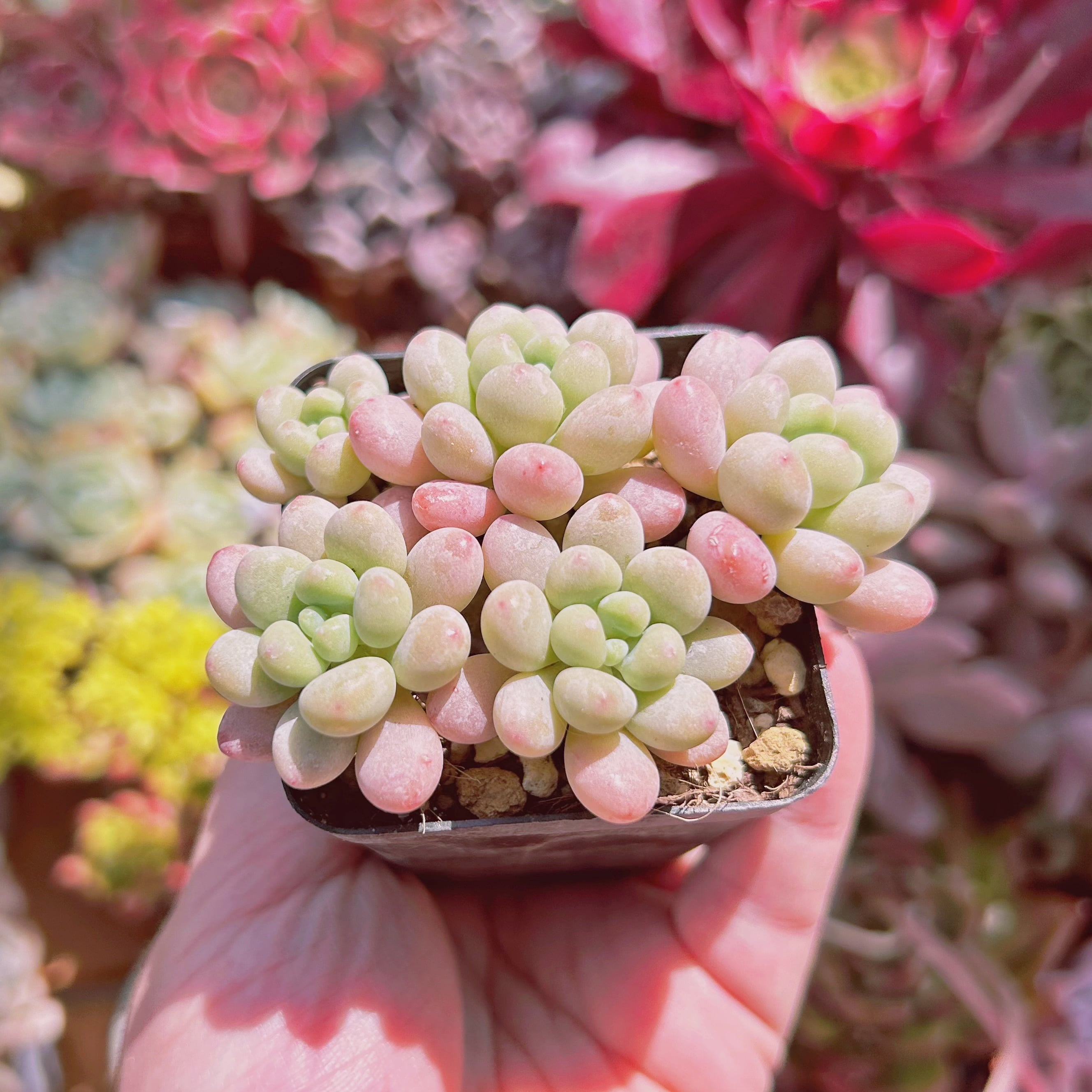 912現物 多肉植物 キャビア 抜き苗 | るる農園~多肉植物専門