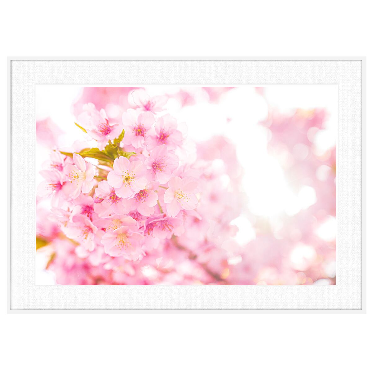 春 桜の写真 インテリアアートポスター額装 AS1356