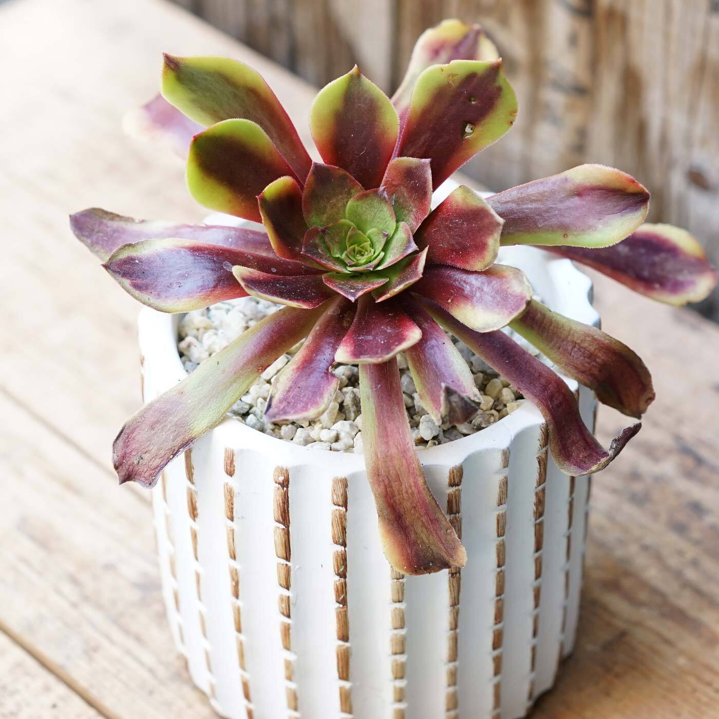 コンクリ鉢 COLOCON ハセン ベージュ 11cm（内9cm）