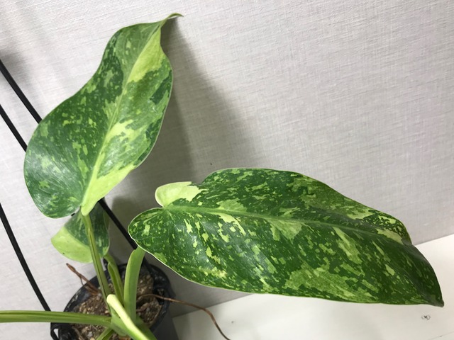 フィロデンドロン ホセボーノ