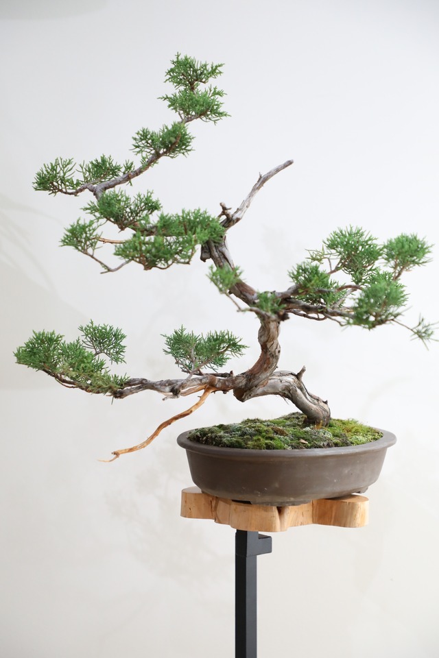 【M】糸魚川真柏 盆栽 ※推定樹齢30年/Juniper Shimpaku