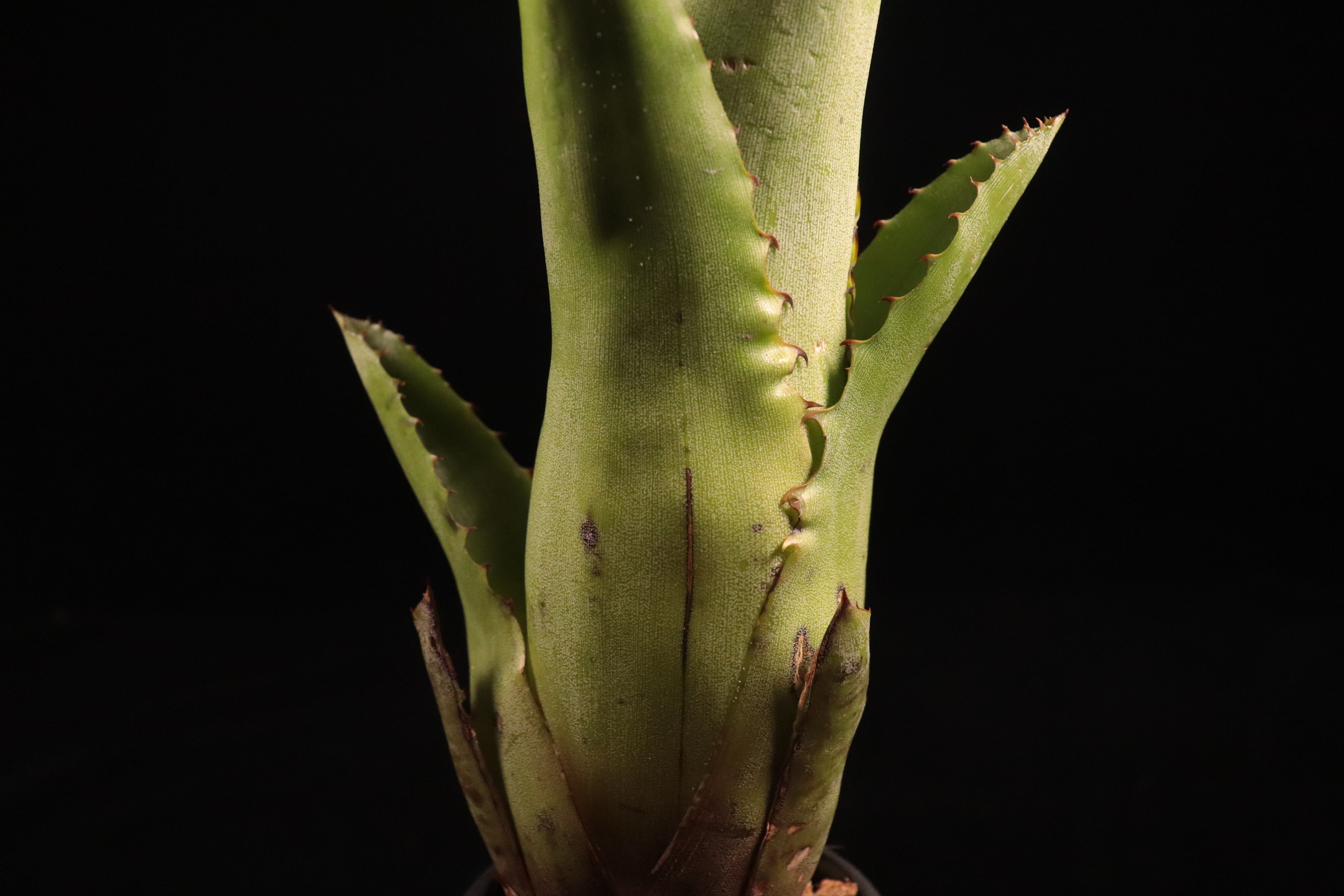 Hohenbergia catingae〔ホヘンベルギア〕H236 | plane plants