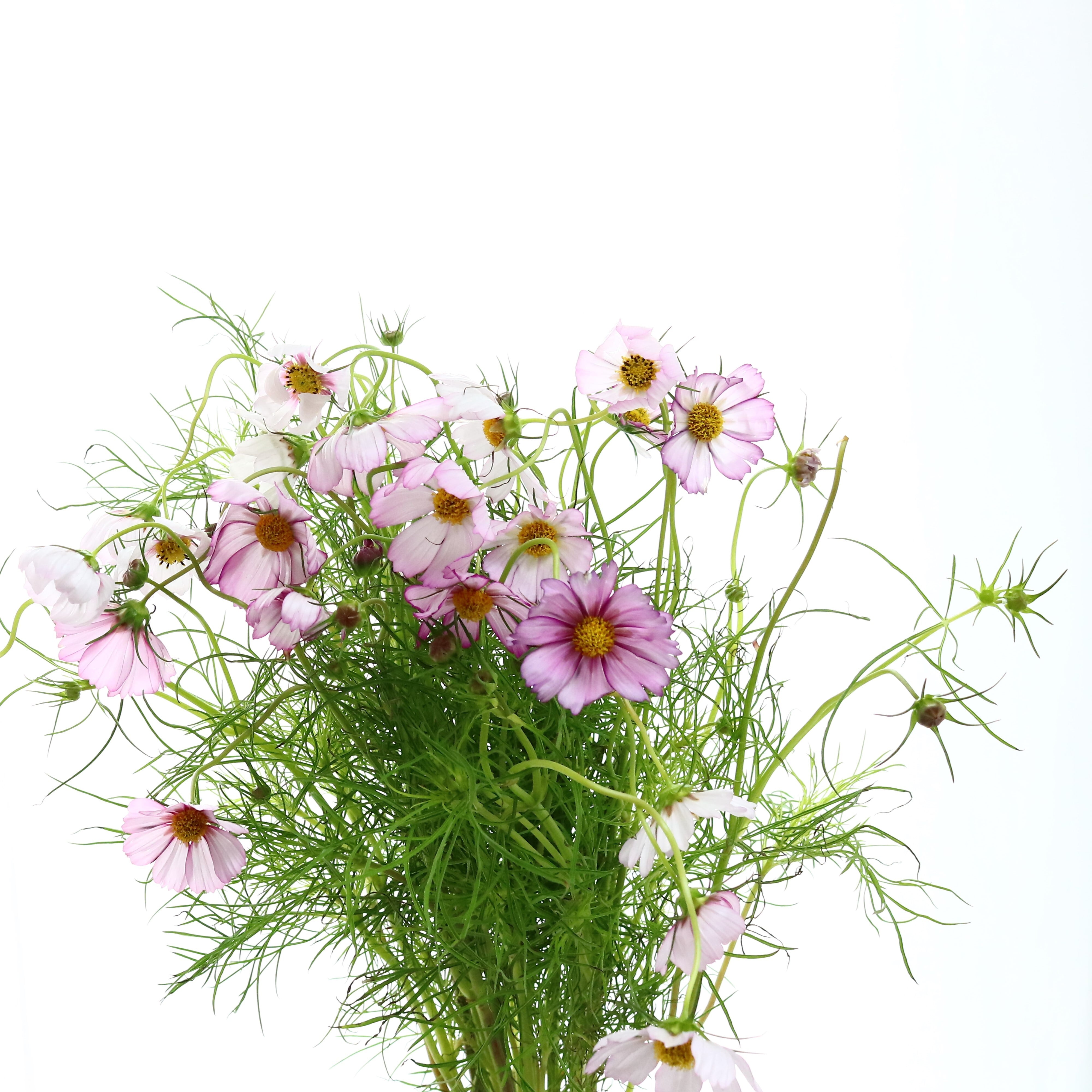 花束「秋風に揺れる可憐な花束 秋桜（コスモス）の花束 20本」 11,000