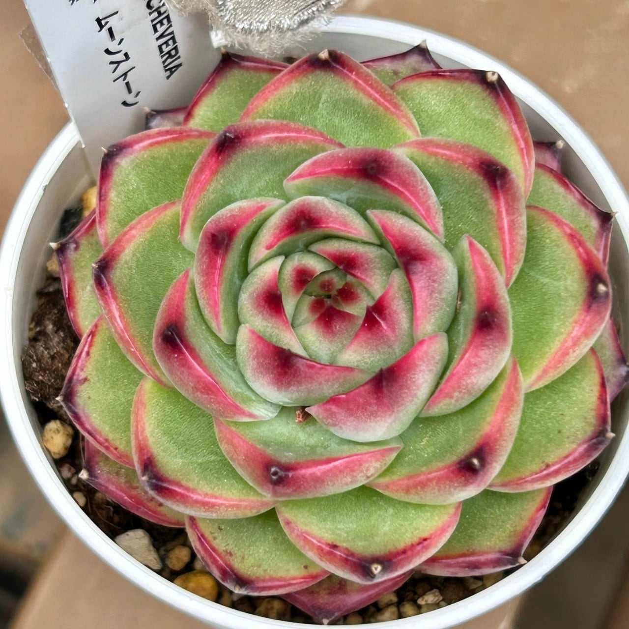 30f 多肉植物　ハオルチア　巨骨舌魚コレクタ錦　自家繁殖　鉢植え発送 30f 多肉植物 ハオルチア 巨骨舌魚コレクタ錦 自家繁殖 鉢植え発送 30f