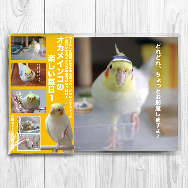 オカメインコの楽しい毎日１　ポストカード4枚セット