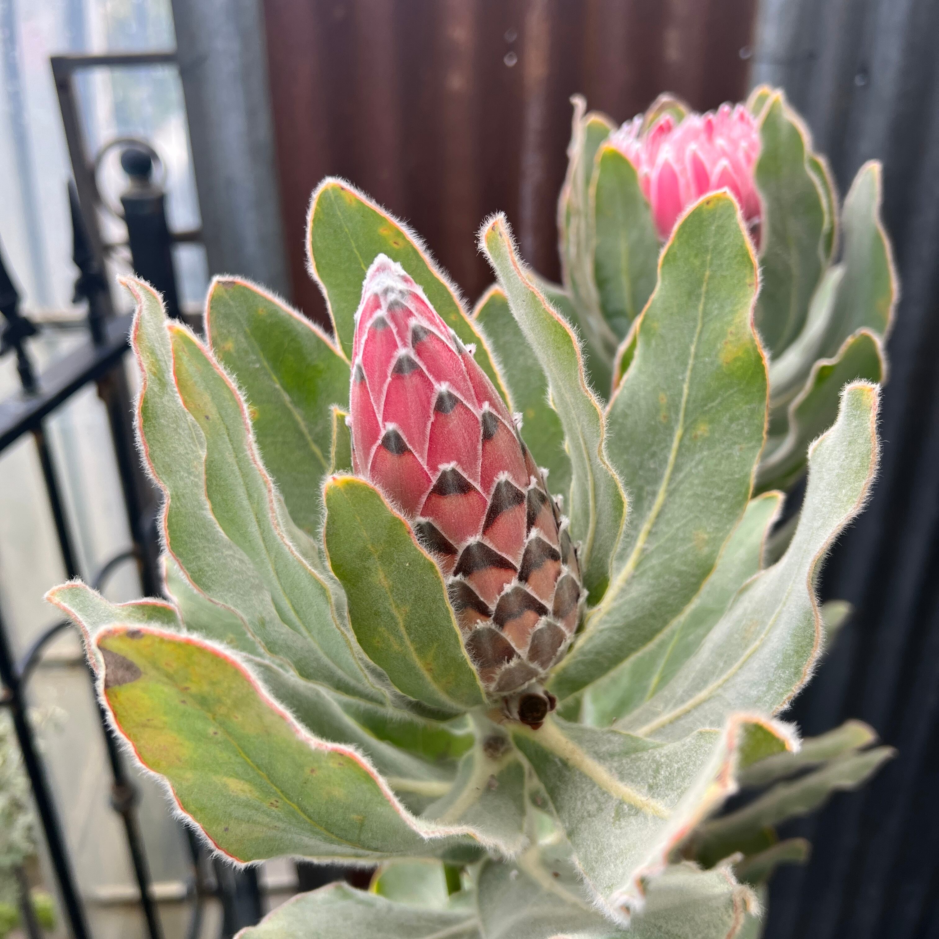 プロテア ピンクプリンセス（3F） | 沼ノ上農園