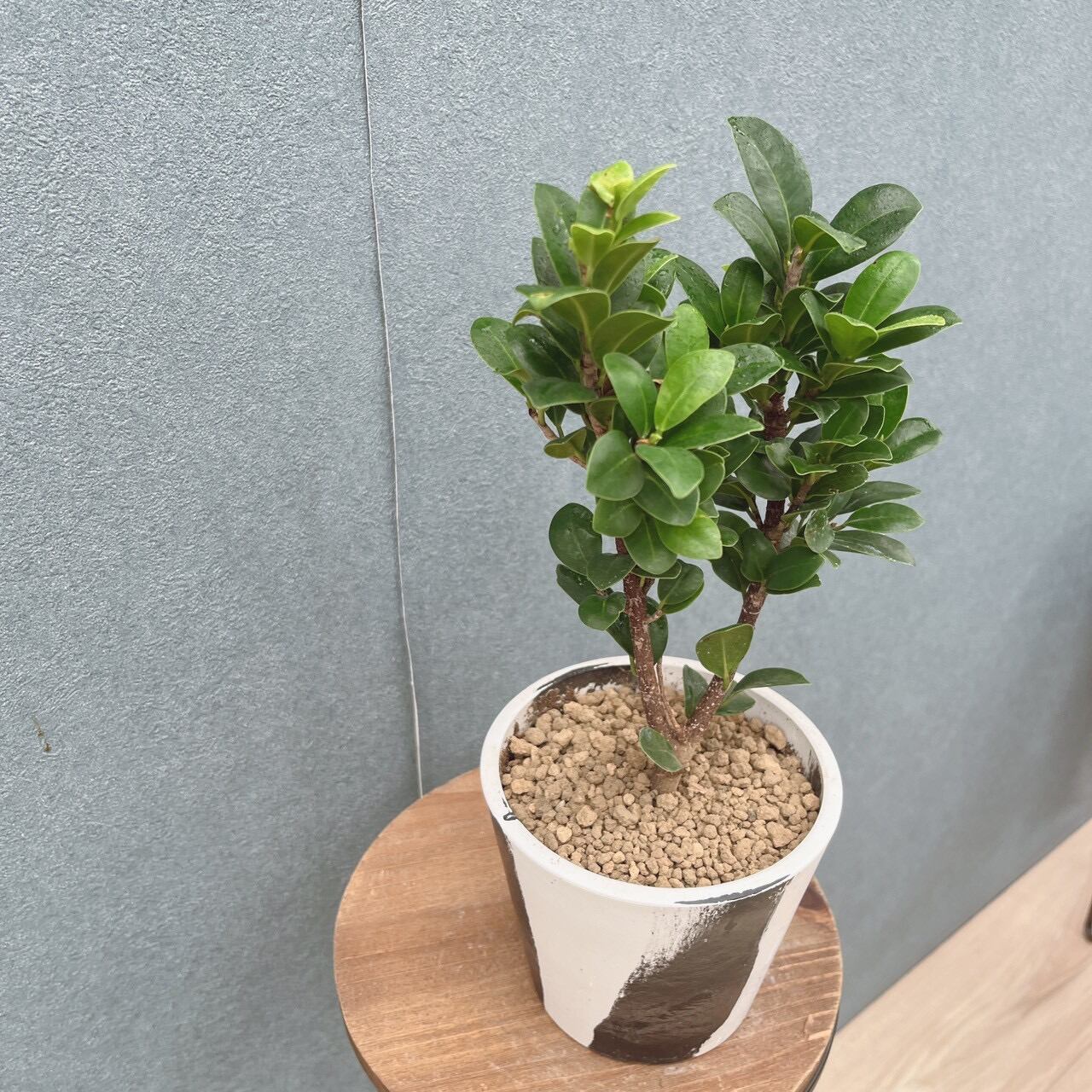 現品］【希少】1番 オキナワコバガジュマル 4号 観葉植物 室内 レア
