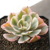 カット苗 インブリカータ錦 Echeveria 'Imbricata Variegated'