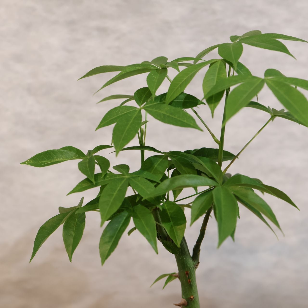 307 この幹、ただ者じゃない『トックリキワタ』観葉植物 【送料無料