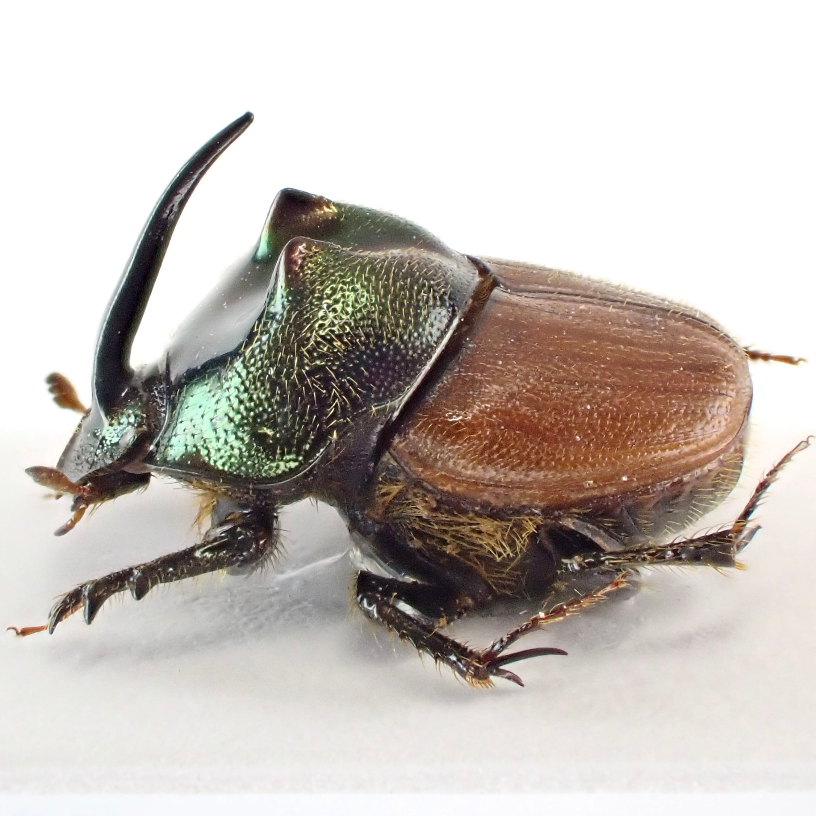 タンザニア産 Proagoderus sp. ♂♀ 9mm/9mm | 昆虫標本 Diggers & Rollers