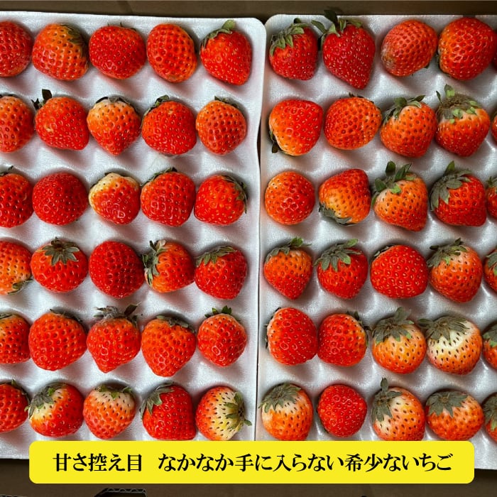 新鮮野菜とフルーツのお店　国産　夏いちご　希少　１ケース(25～35粒入り)　ケーキ作りに　旬屋