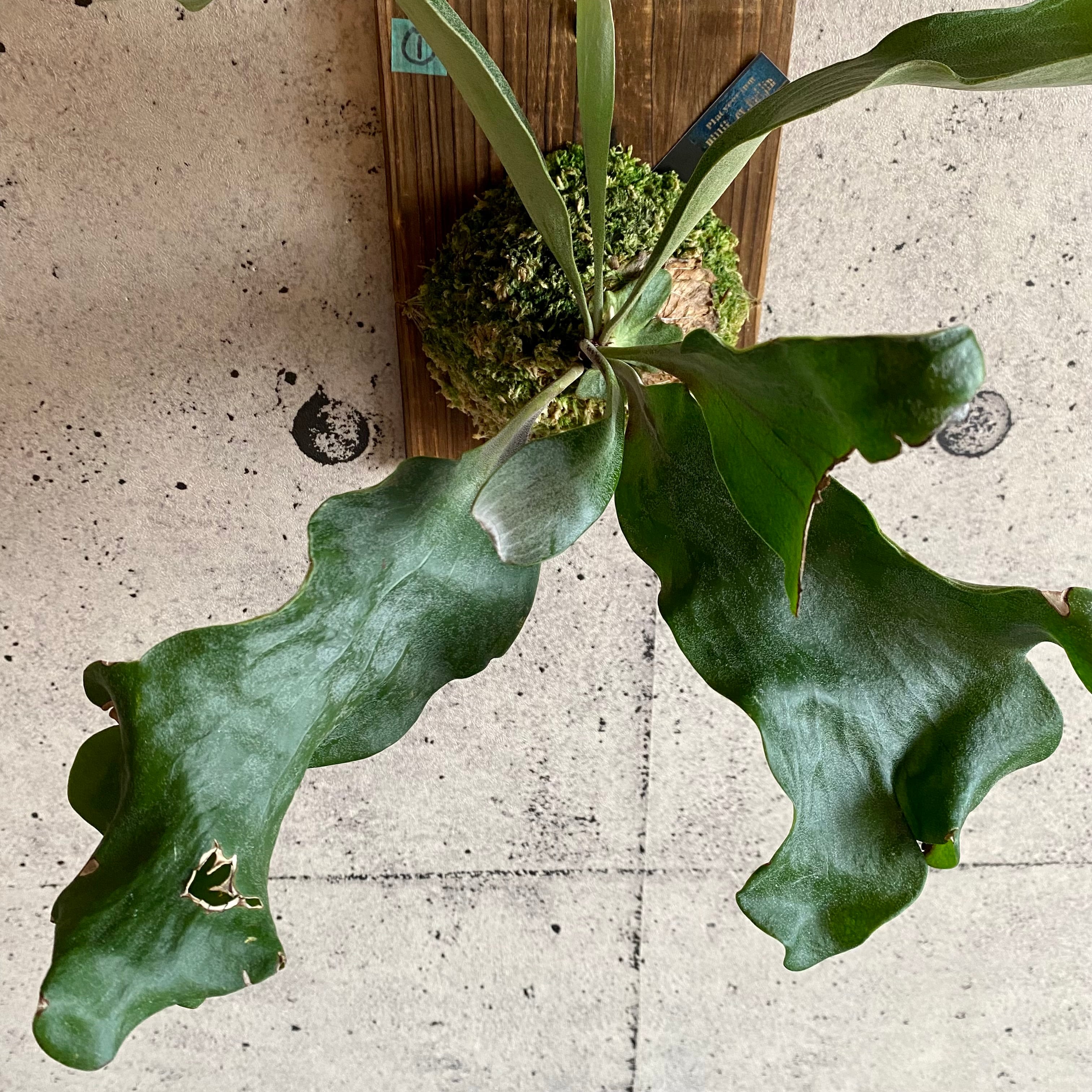 ビカクシダ『ヒリー '雷神' 』板付け 1番 | Planet Plants ビカクシダ『ヒリー '雷神' 』板付け 1番 | Planet Plants