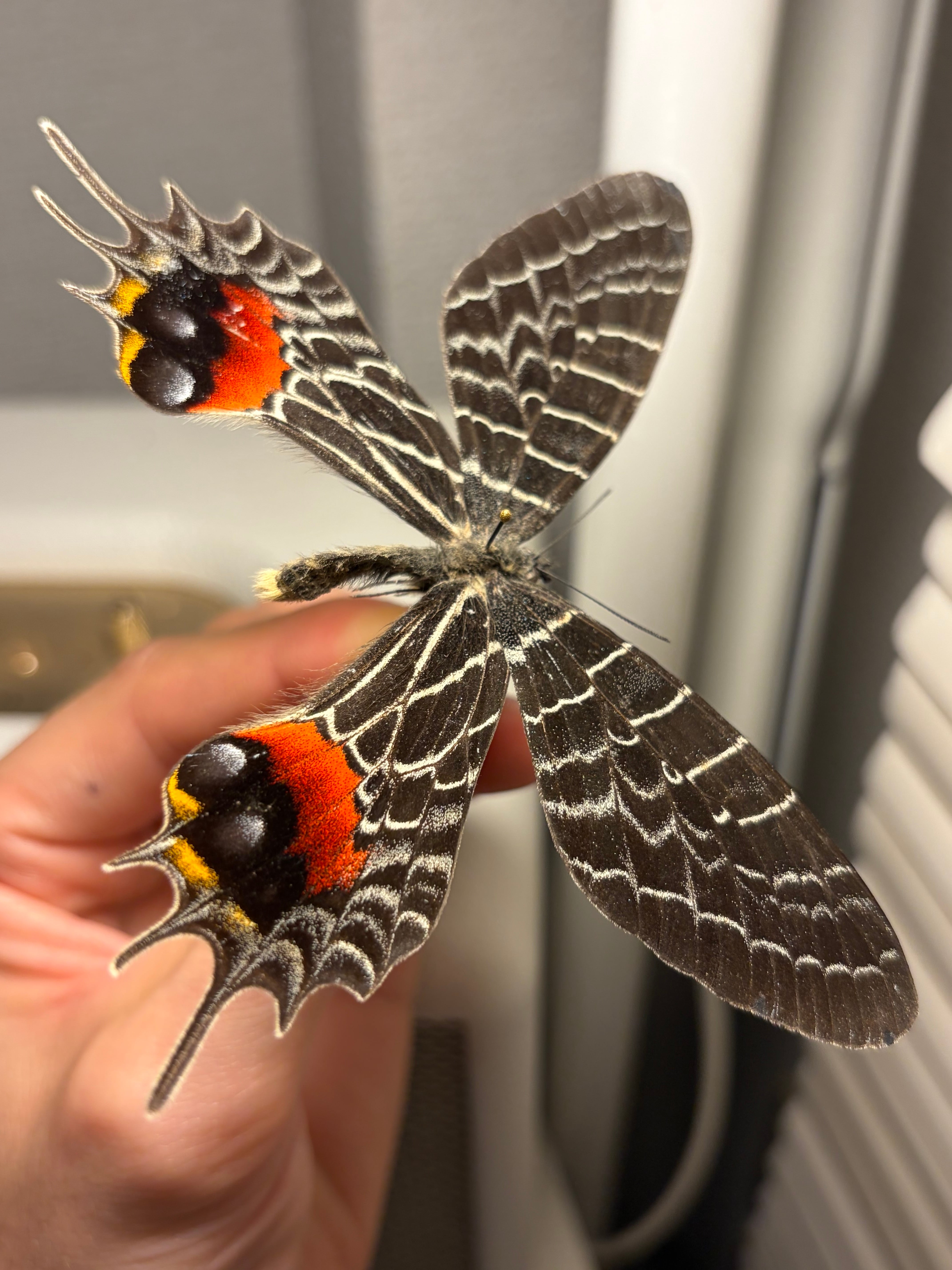極BIG】シボリアゲハ モルフォ蝶 蛾ピカソモスモルフォチョウMorpho
