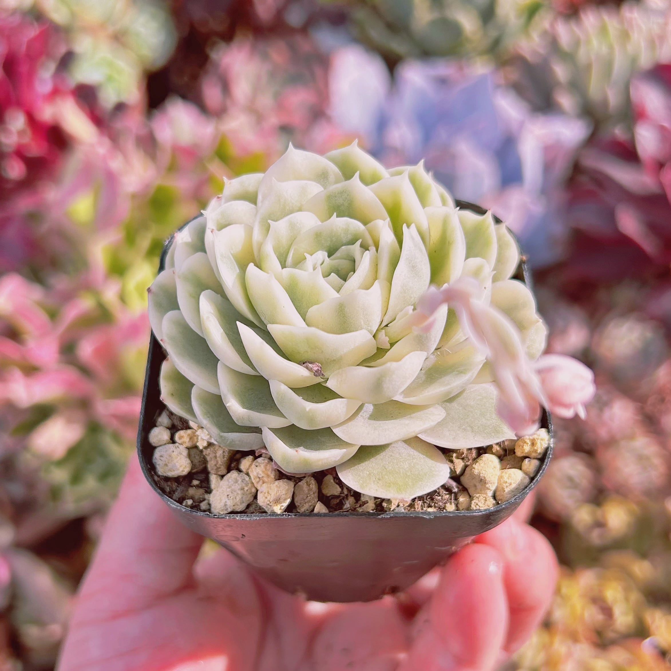 575現物 多肉植物 オンスロー錦 抜き苗 | るる農園~多肉植物専門