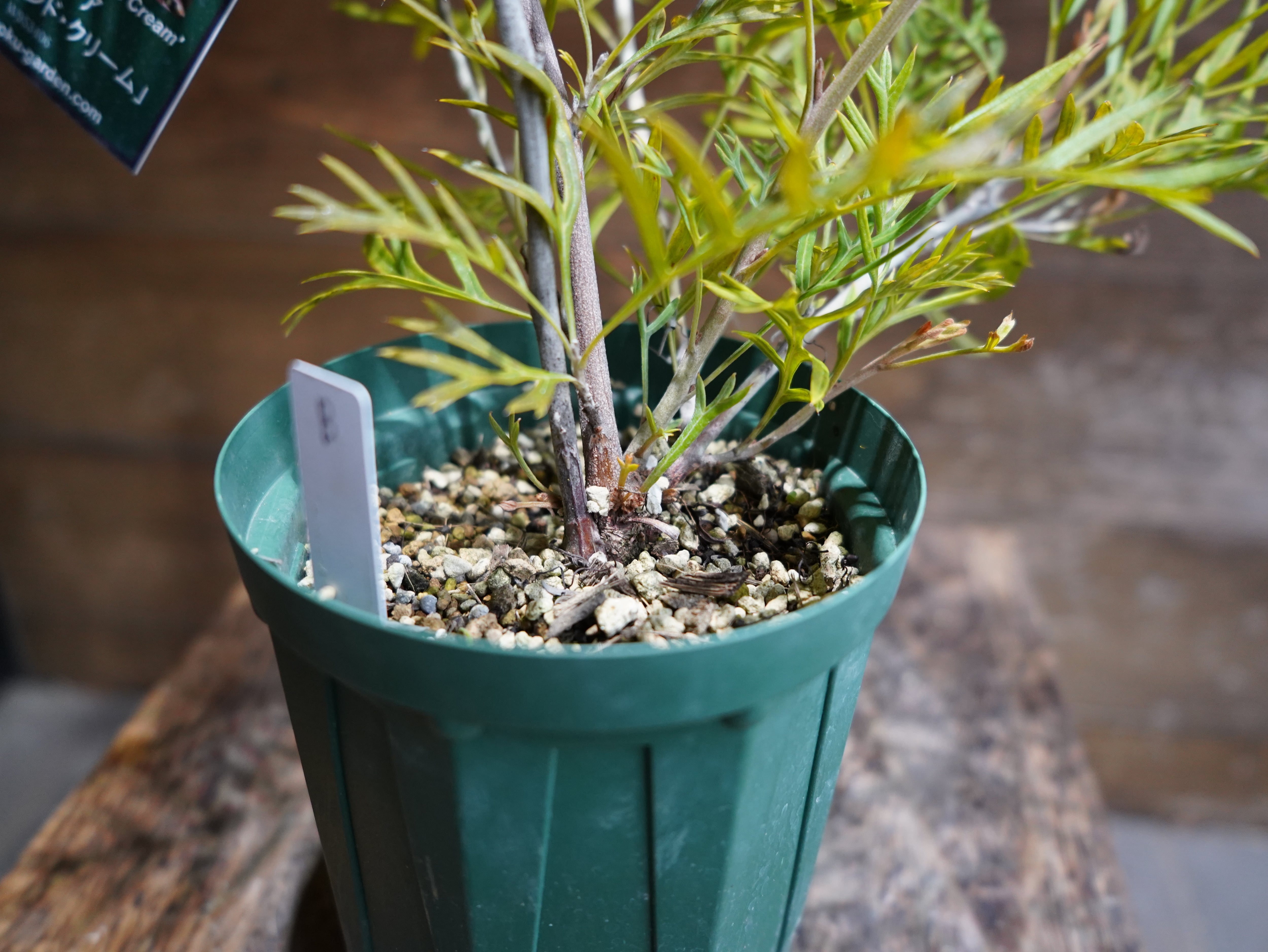 【現物】グレビレア　”ピーチアンドクリーム”　B