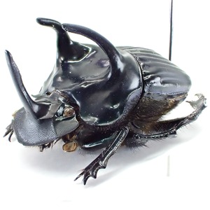 ペルー産 Phanaeus haroldi ♂ 20mm XXL