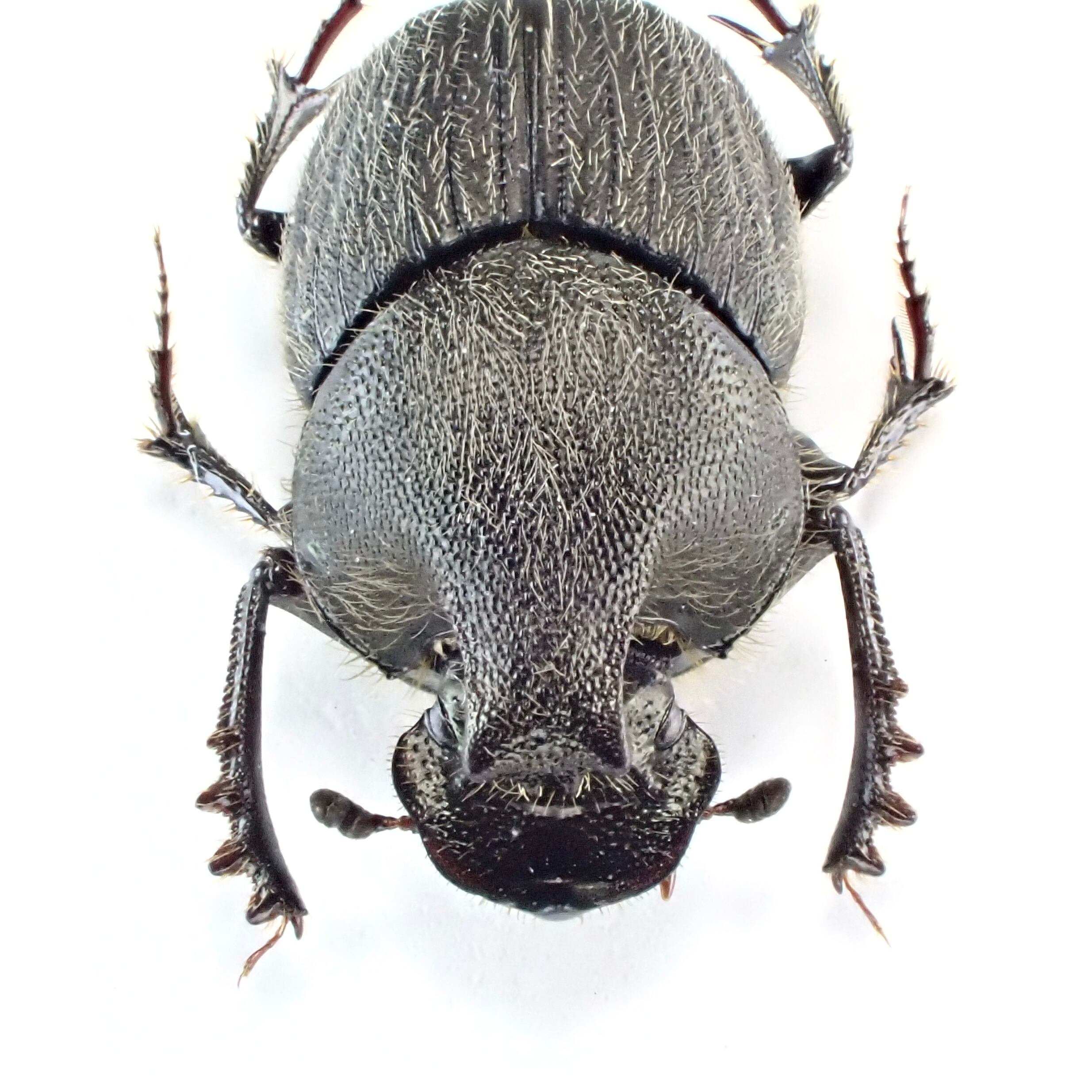 USA産 Onthophagus hecate ♂♀ 7mm/6mm XL | 昆虫標本 Diggers & Rollers