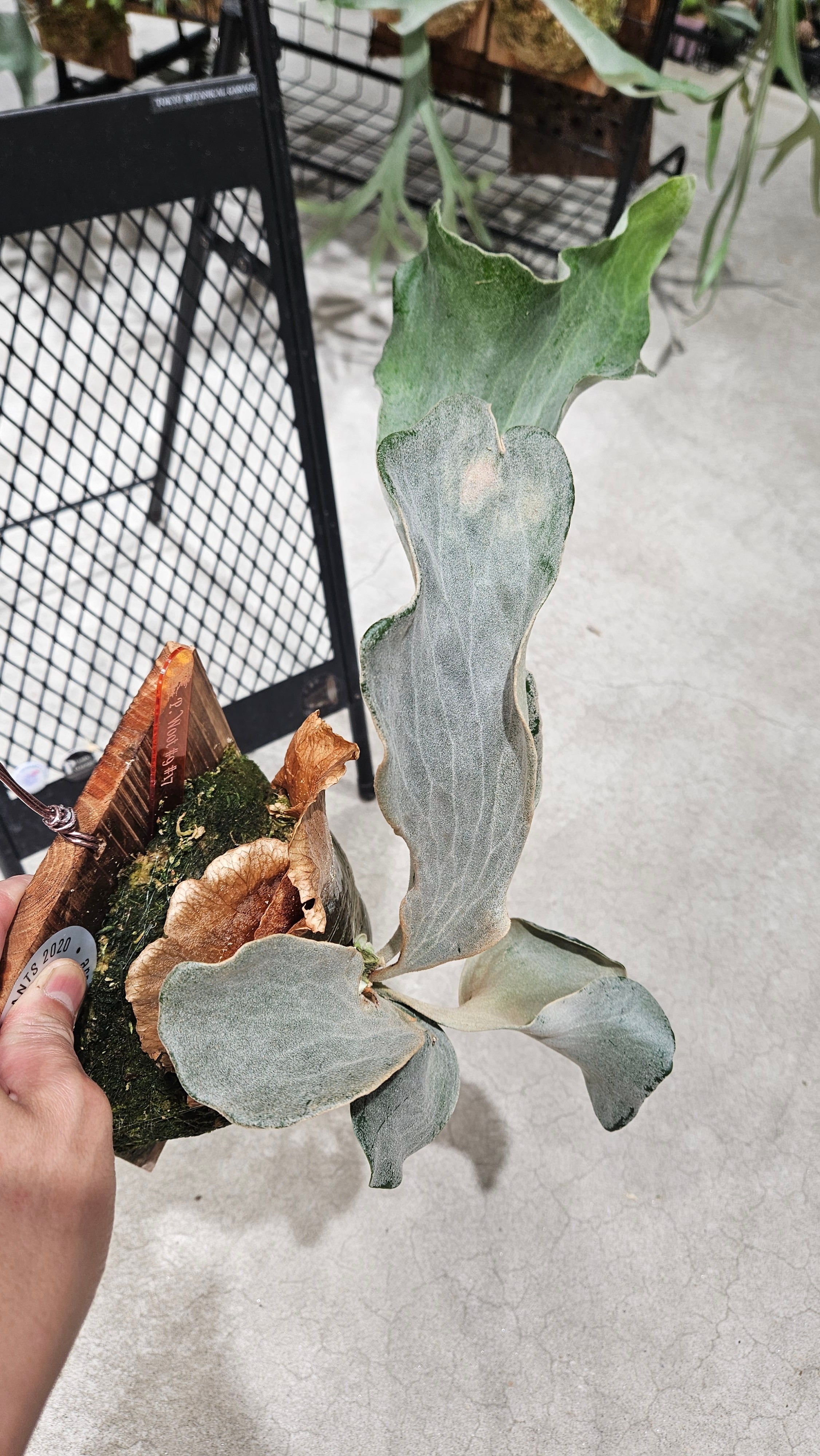 P.woot#9 Spore #17 Select 綴化【artPLANTs/PLANTS GARAGE