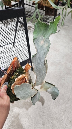 P.woot#9 Spore #17 Select 綴化【artPLANTs/PLANTS GARAGE 】ビカクシダ/Platycerium
