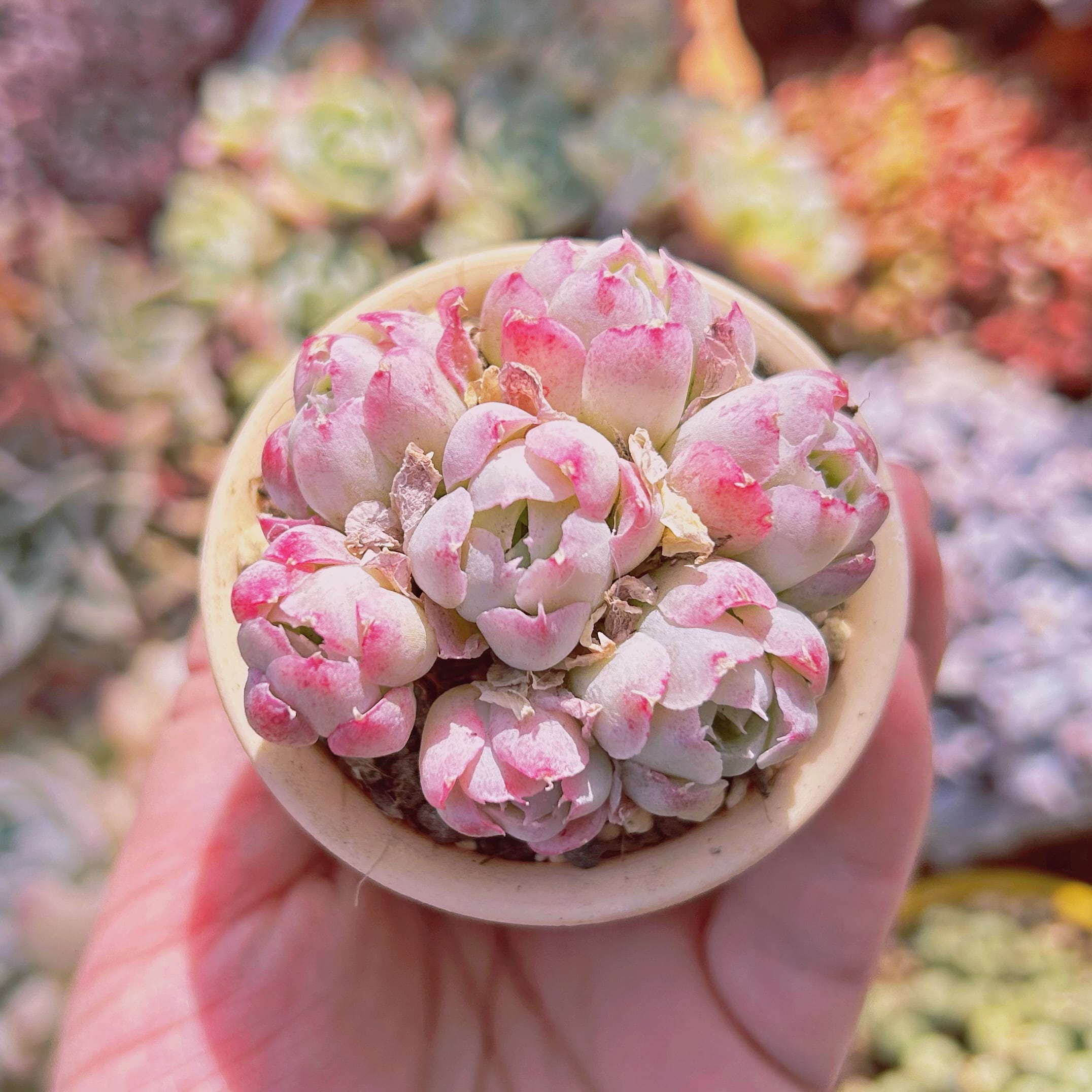 #584現物　多肉植物　薔薇月影　