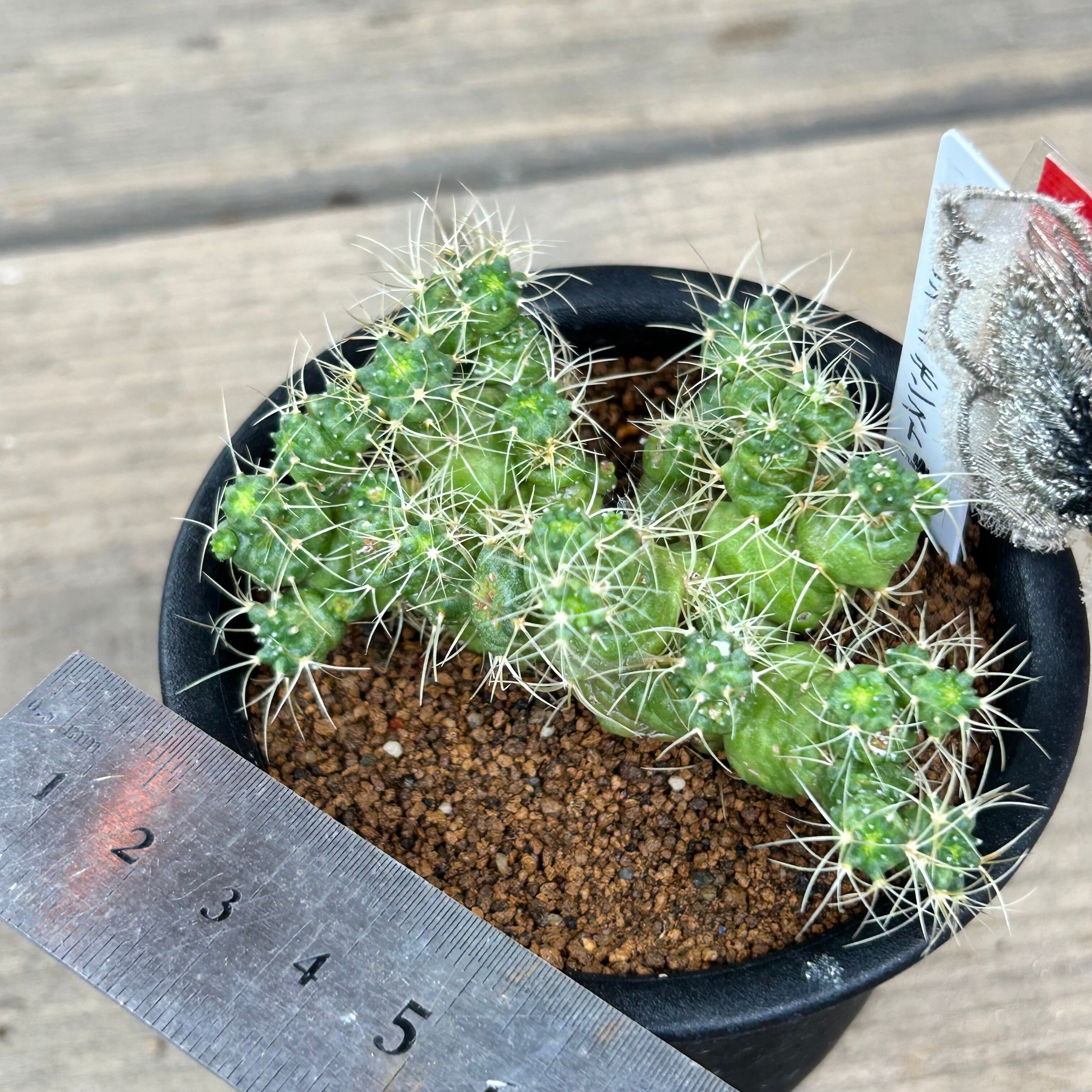 T)マミラリア エロンガータ モンスト(夏型) | RuPo 多肉植物専門店