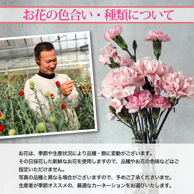 先行予約 バイカラー系 おまかせミックス カーネーション詰合せ 50本セット Tsuyoshi S Flowers