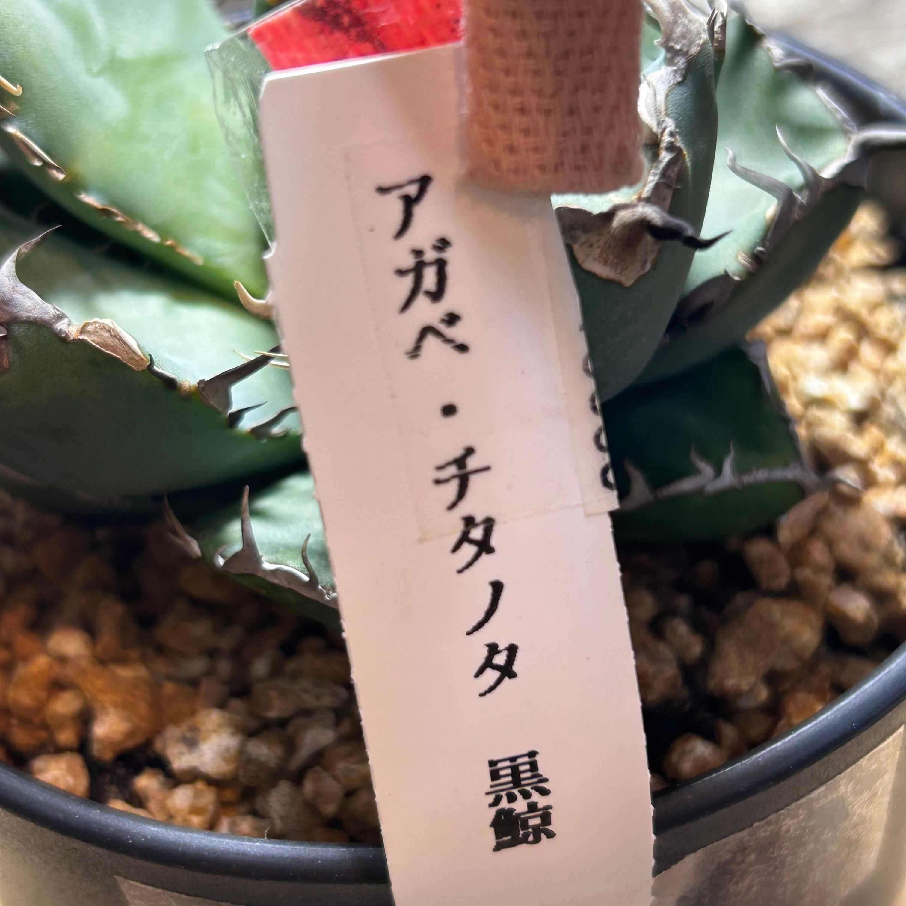 T)アガベ チタノタ 黒鯨 | RuPo 多肉植物専門店