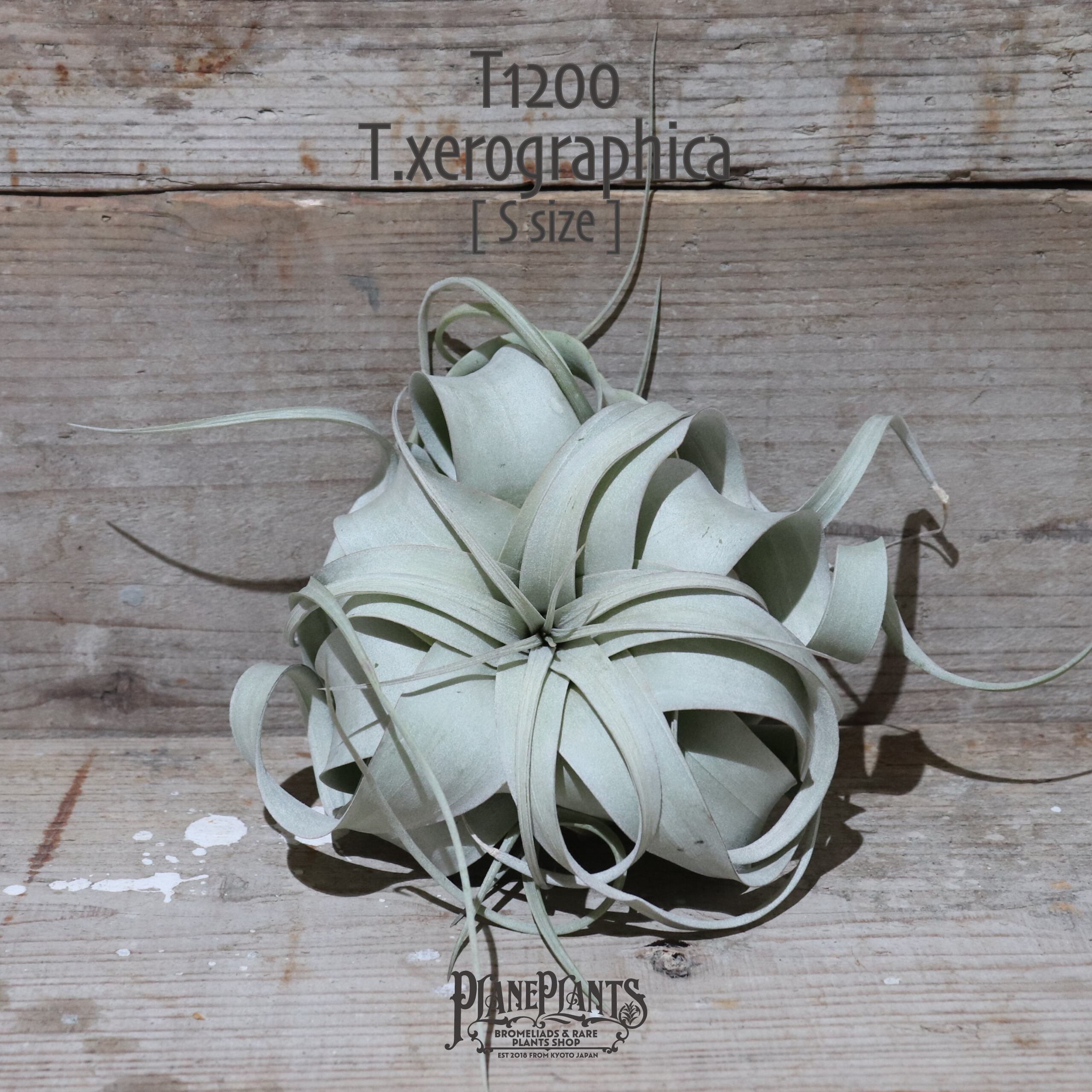 【送料無料】キセログラフィカ S〔エアプランツ〕現品発送T1200