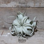 【送料無料】キセログラフィカ S〔エアプランツ〕現品発送T1200