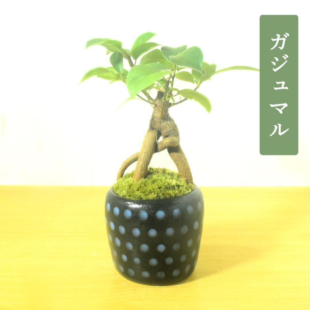 アコウの盆栽（ウスクガジュマル）希少 アコウ盆栽 ウスクガジュマル 希少品 人気 商品 通販