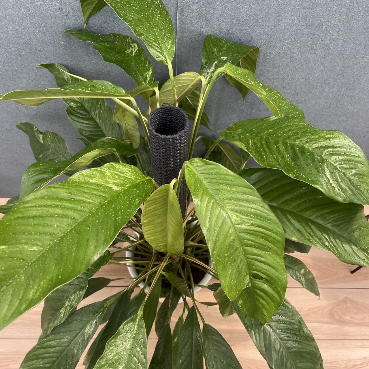 現品］【希少】9番 ラフィドフォラ メガスペルマ 斑入り 8号 観葉植物