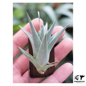 Tillandsia edithiae (Rugged Form)
