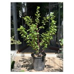 Rubus idaeus Rasberry 'Red Dream'