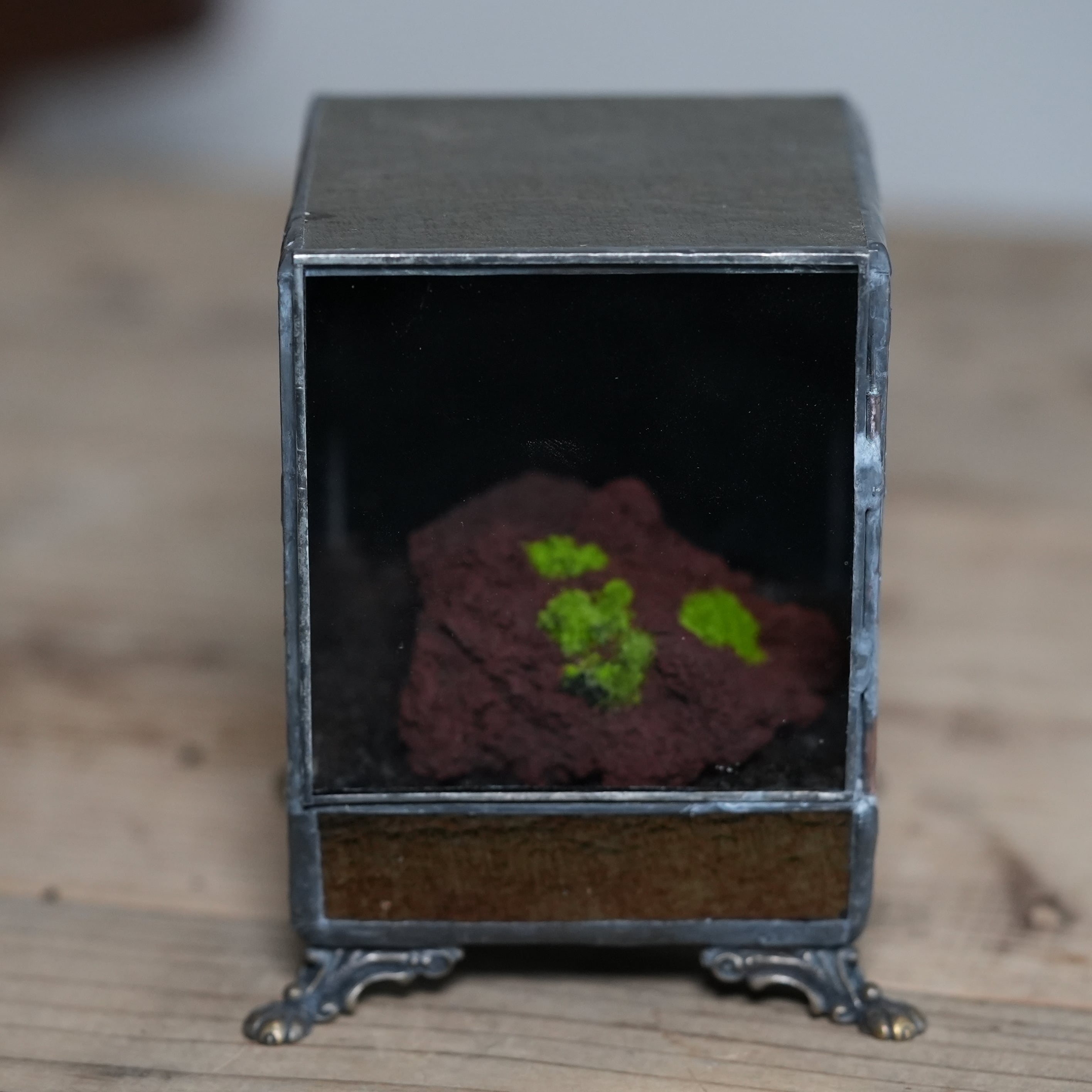 【数量限定】ヒカリゴケのための暗室容器とヒカリゴケ着生石 #A