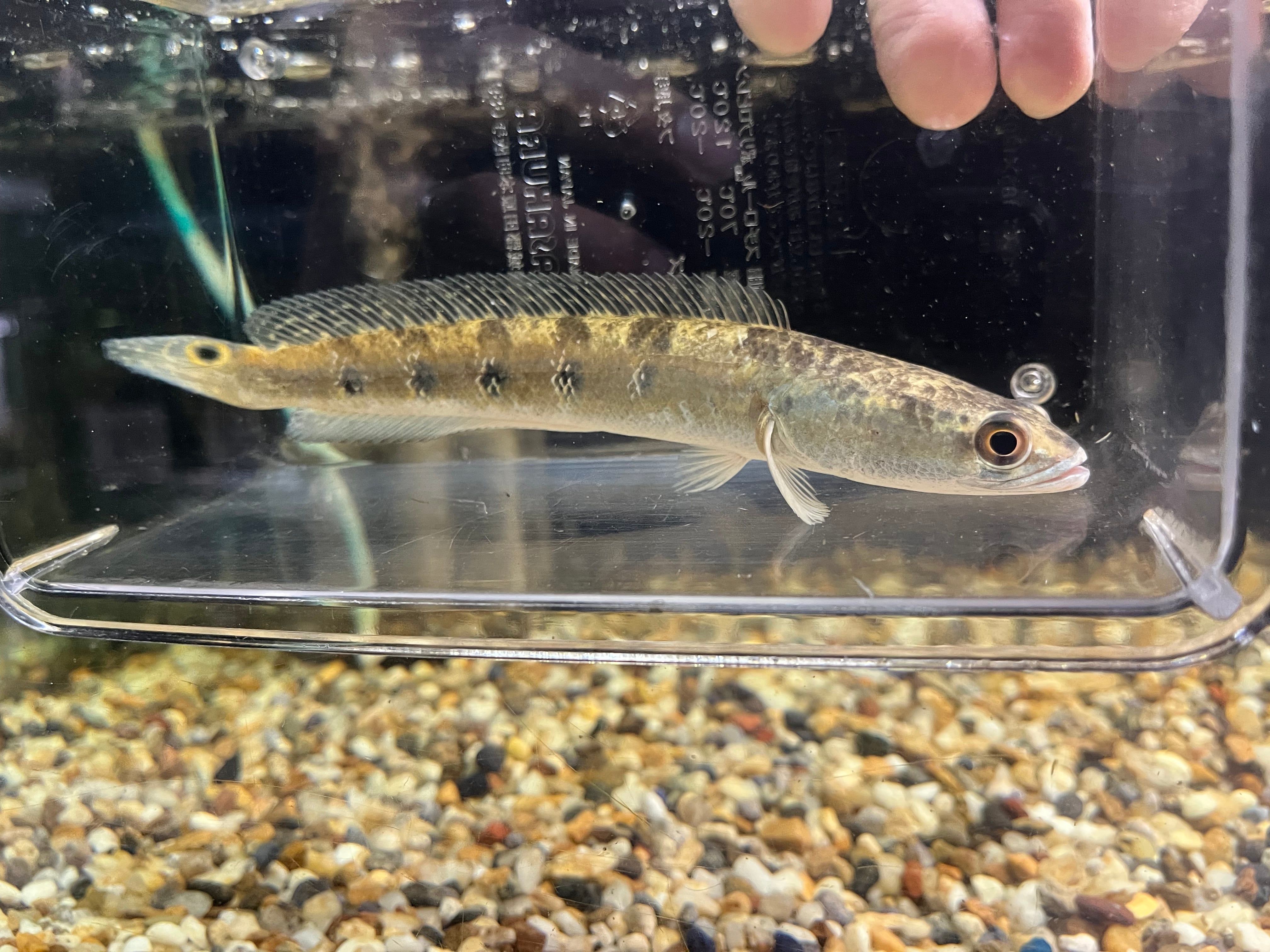 1匹】インド直輸入便WILDチャンナマルリウス18-20cm | アクアショップ