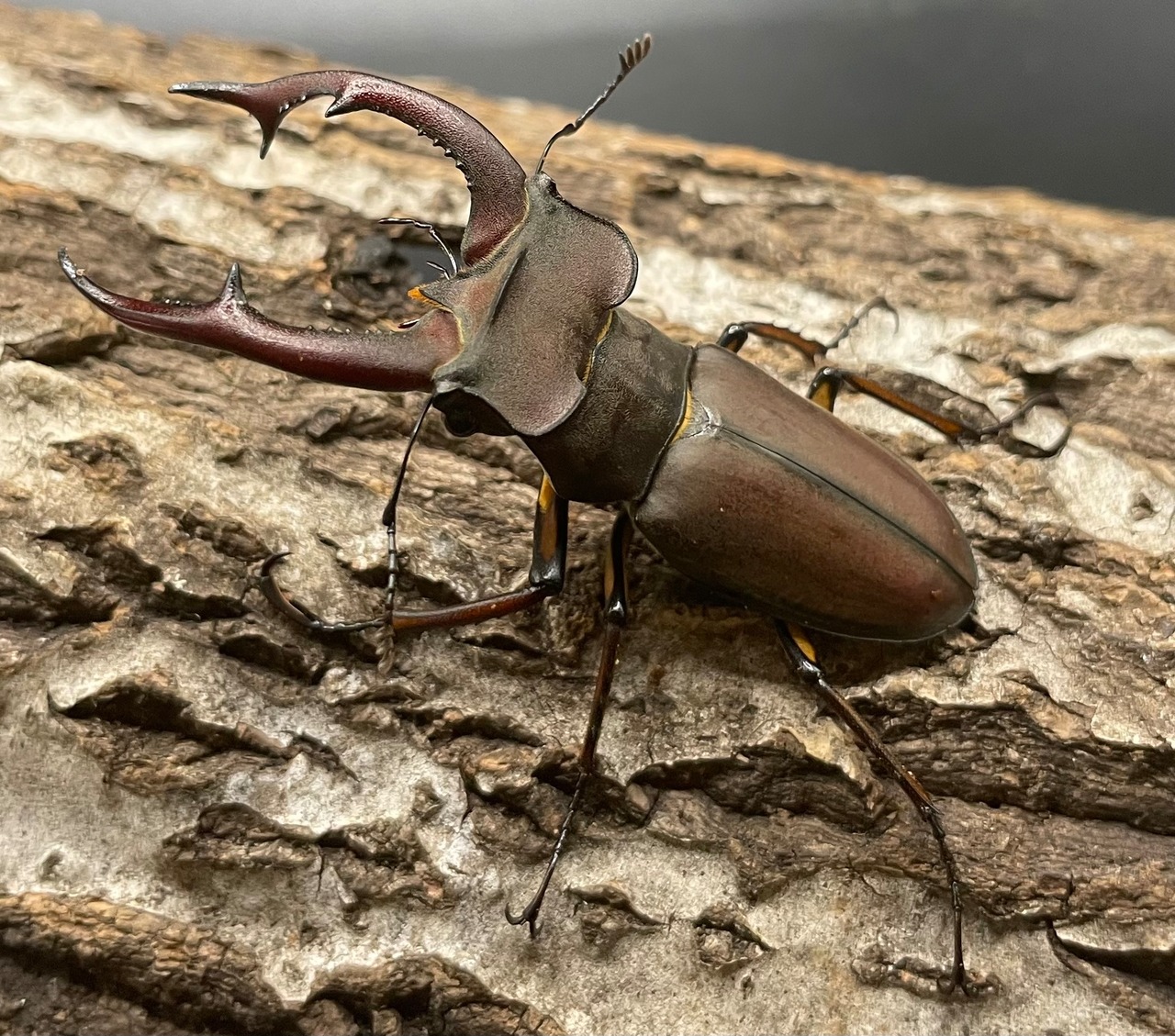 【WD】《フォントミヤマクワガタ 60mm ペア》