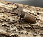 【WD】《フォントミヤマクワガタ 60mm ペア》