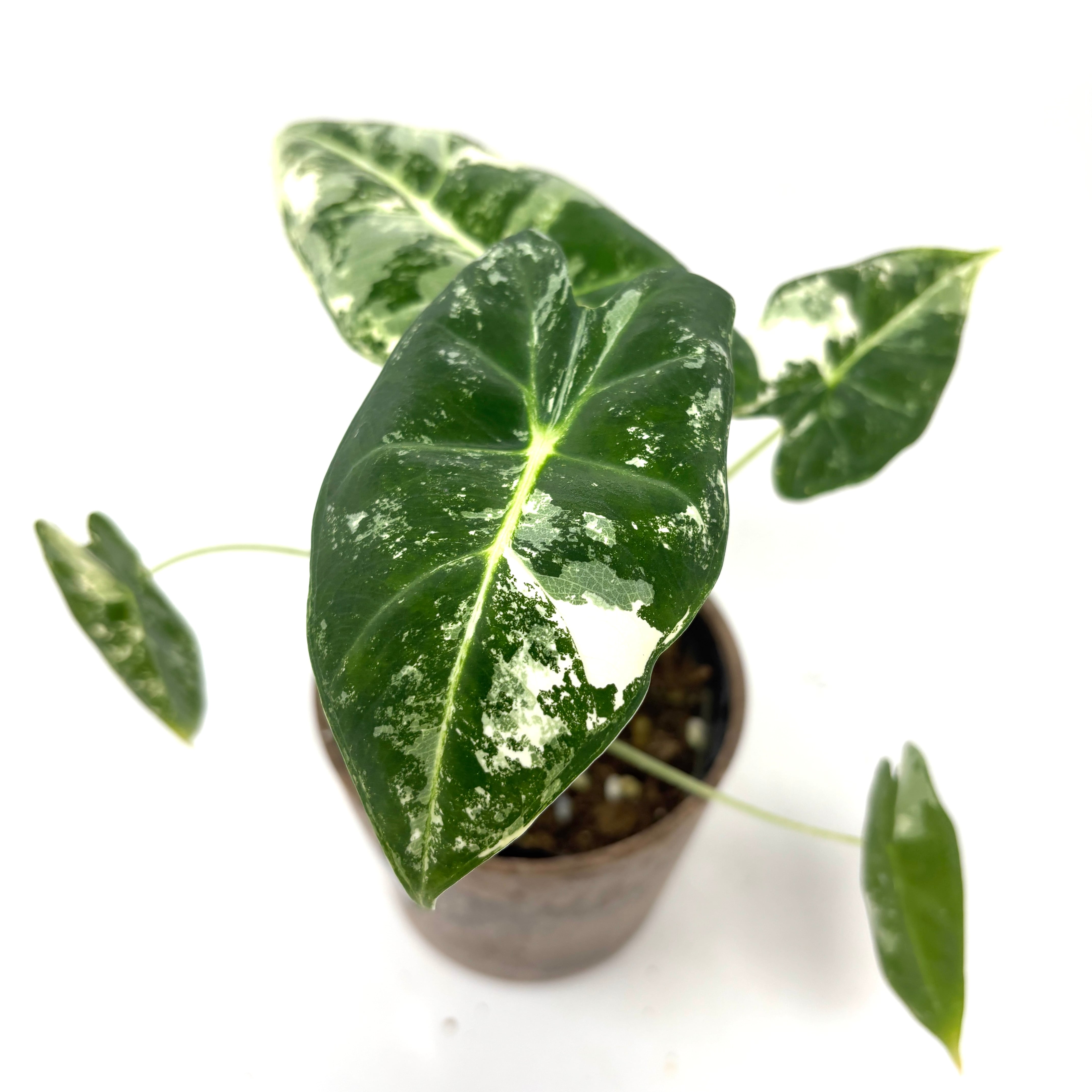 アロカシア グリーンベルベット 斑入り【321】 | PROTOLEAF