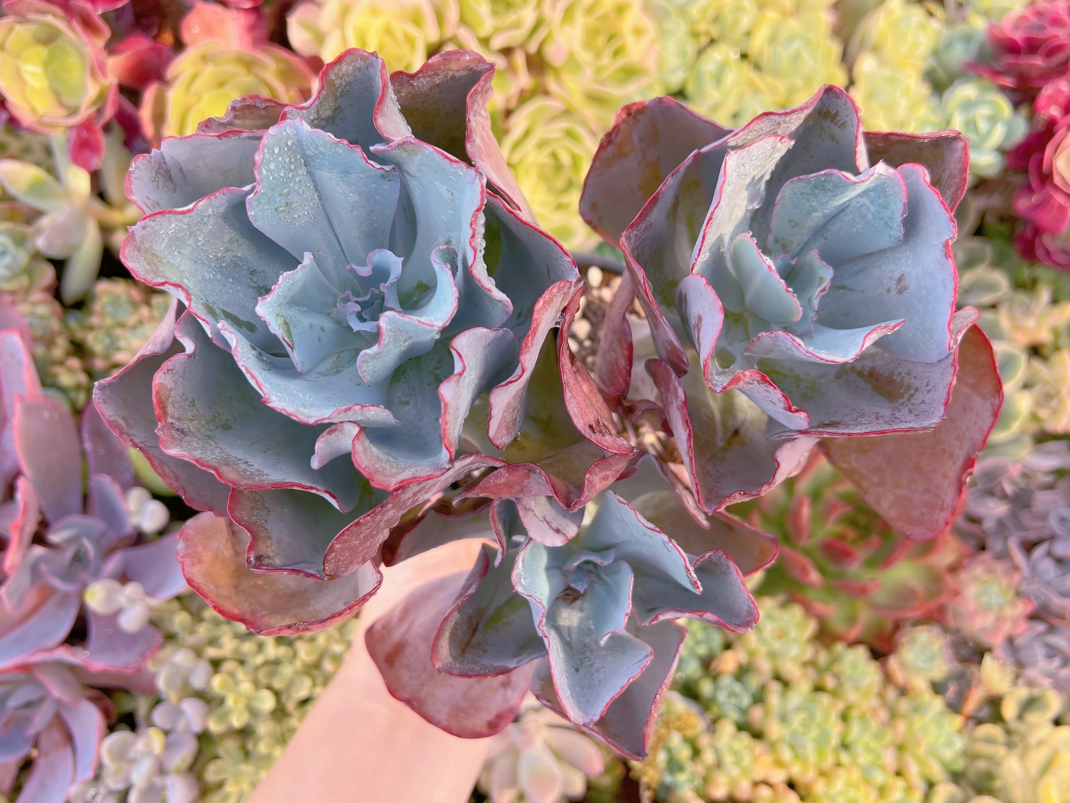 現品　ミランダ#1168　大群生　るる農園