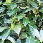 ローレルBIO野生