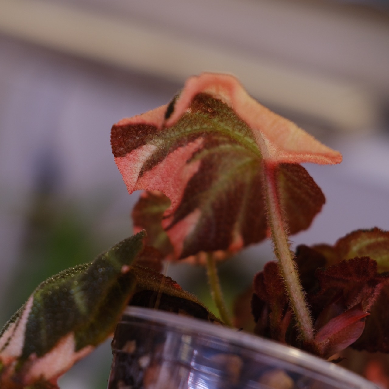 Begonia soli mutata Variegated│ベゴニア ソリムタータ バリエガータ ピンク⑧│観葉植物