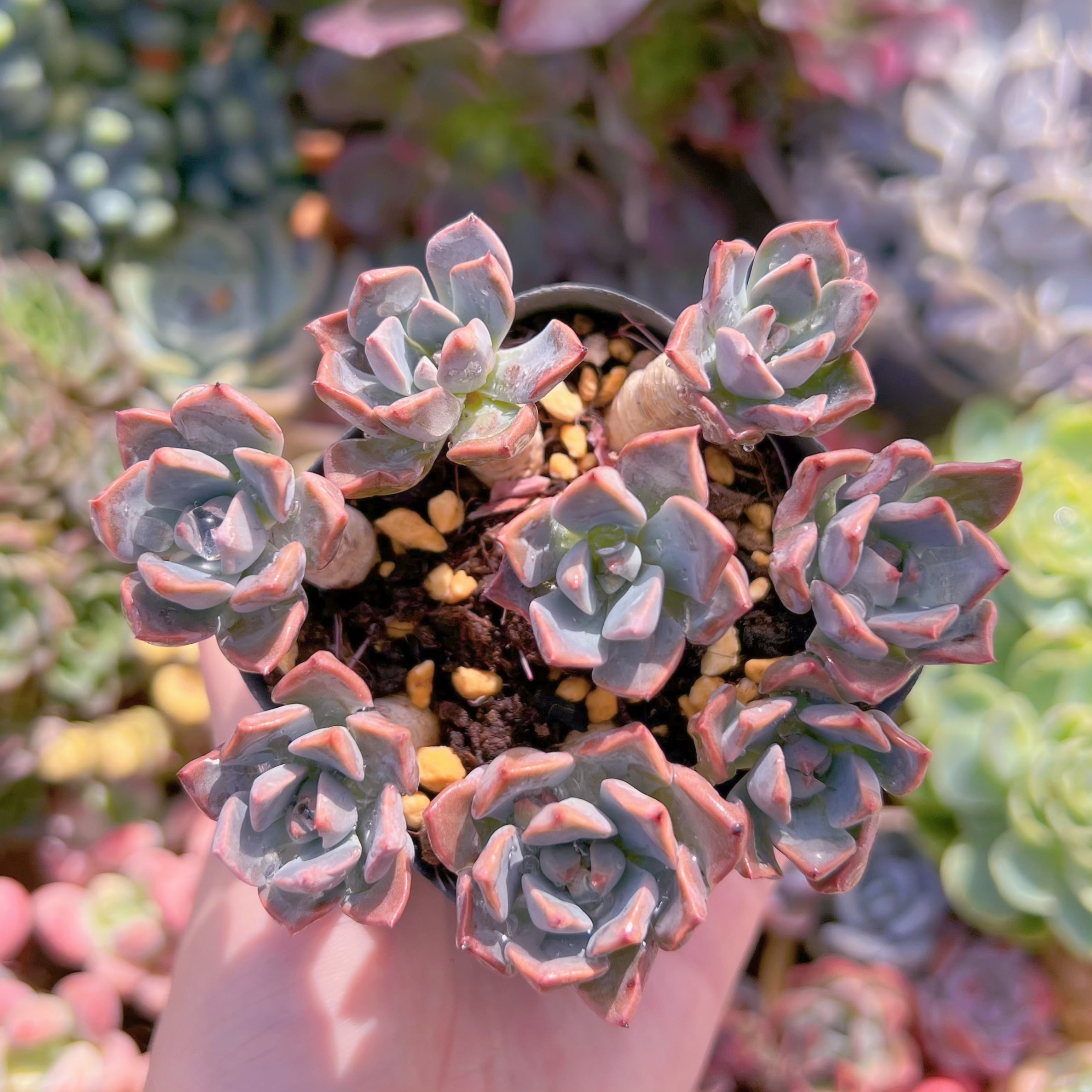 現品　Spotted Deer#005　るる農園