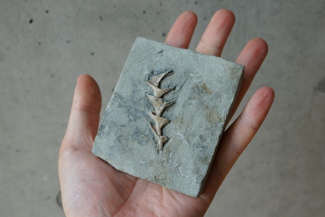 アルキメデス化石 Archimedes sp. 1405